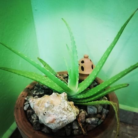 Scorpion Hill Lodge Busua Pokój zdjęcie